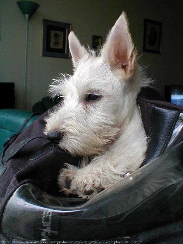 Photo de Scottish terrier