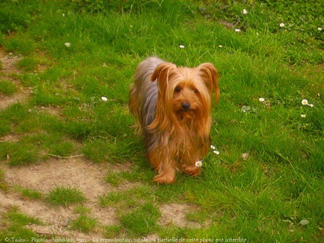 Photo de Yorkshire terrier