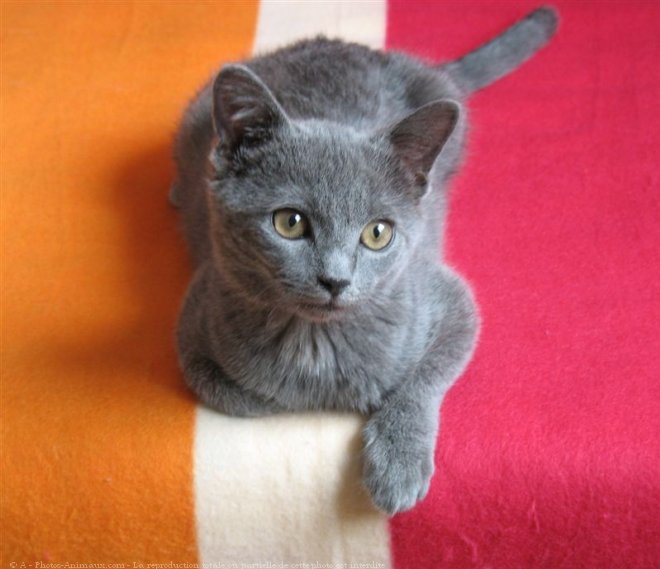 Photo de Chartreux