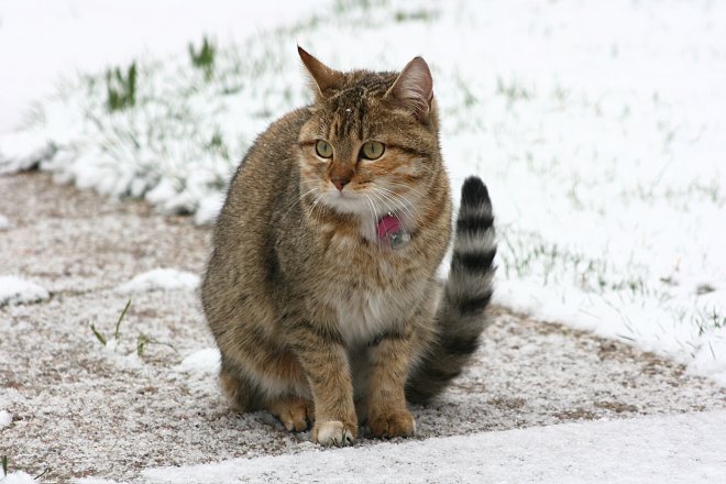 Photo de Chat domestique