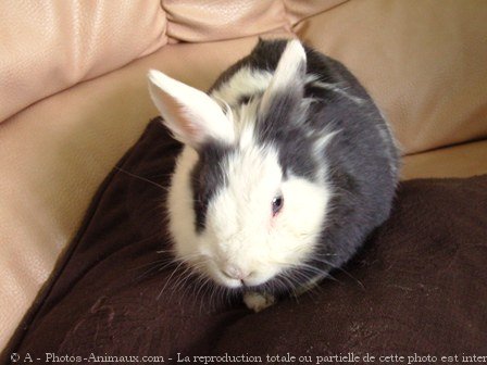 Photo de Lapin