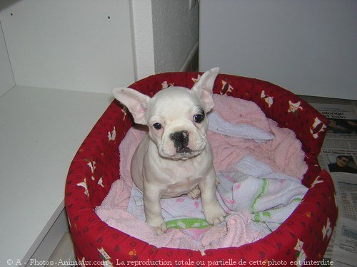 Photo de Bouledogue franais