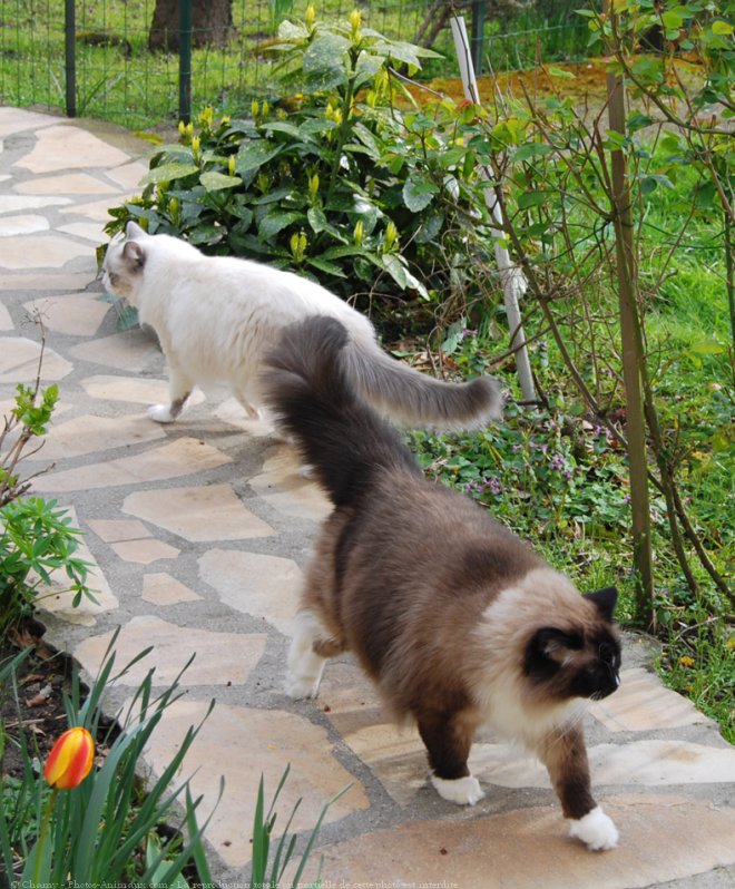 Photo de Ragdoll