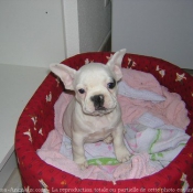 Photo de Bouledogue franais