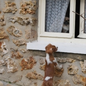 Photo de Cavalier king charles spaniel