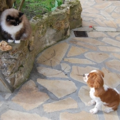 Photo de Cavalier king charles spaniel