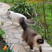 Photo de Ragdoll