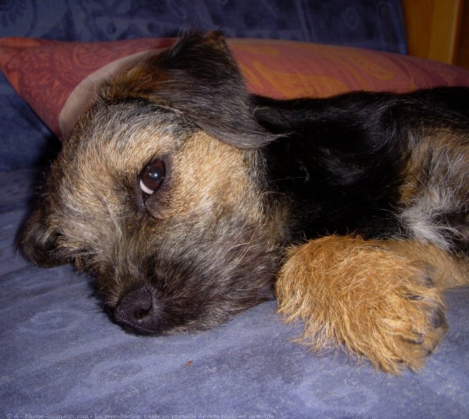 Photo de Border terrier