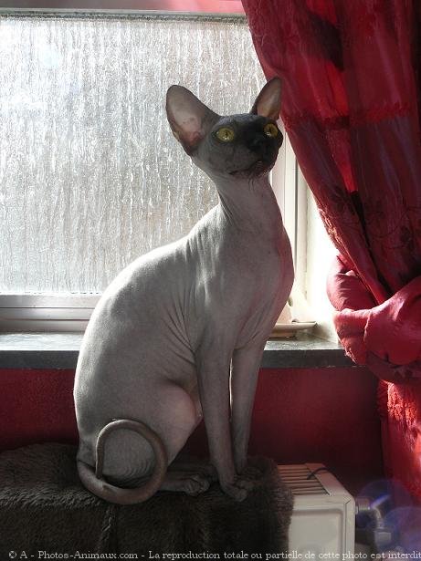 Photo de Sphynx