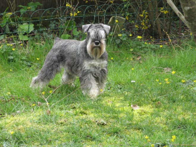 Photo de Schnauzer nain