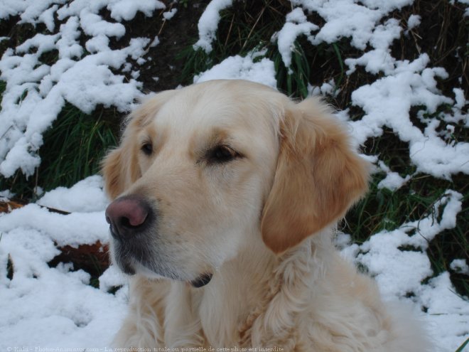 Photo de Golden retriever