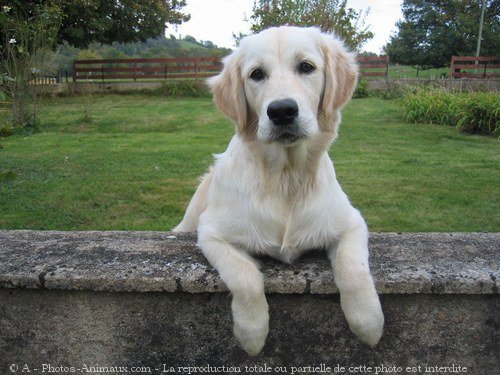 Photo de Golden retriever