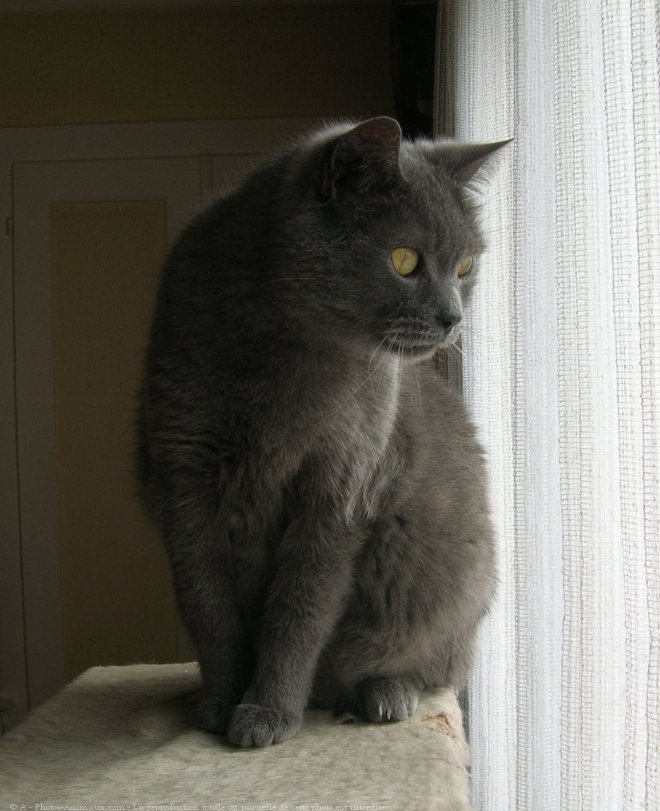 Photo de Chartreux