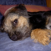 Photo de Border terrier