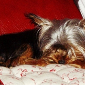 Photo de Yorkshire terrier