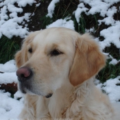 Photo de Golden retriever