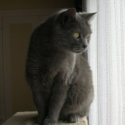 Photo de Chartreux