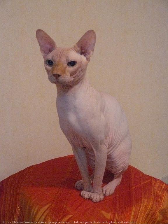 Photo de Sphynx