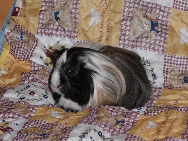 Photo de Cochon d'inde - shelty