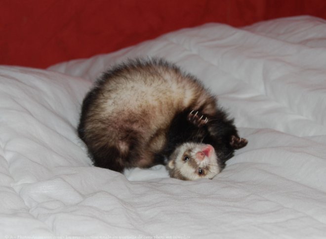 Photo de Furet