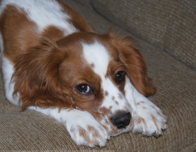 Photo de Cavalier king charles spaniel