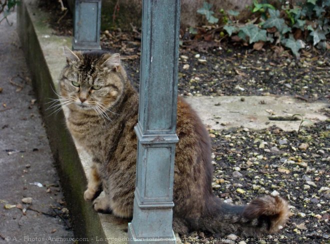 Photo de Chat domestique