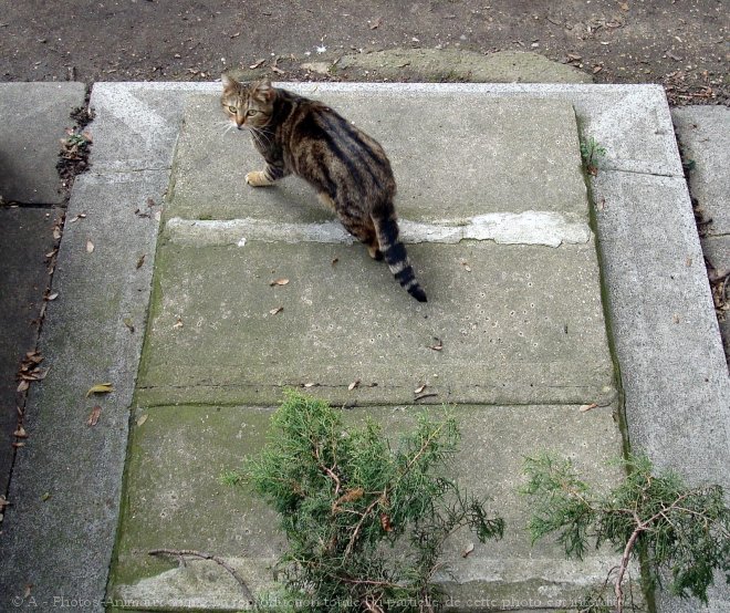 Photo de Chat domestique