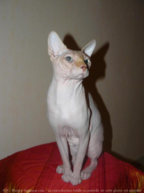 Photo de Sphynx