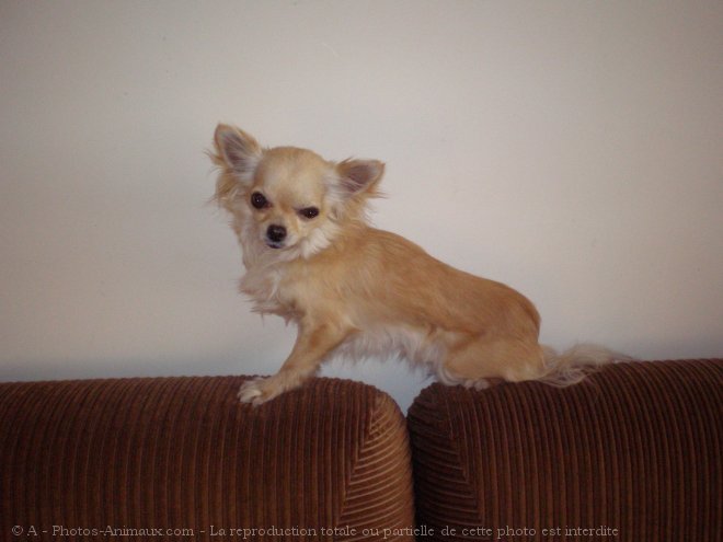 Photo de Chihuahua  poil long