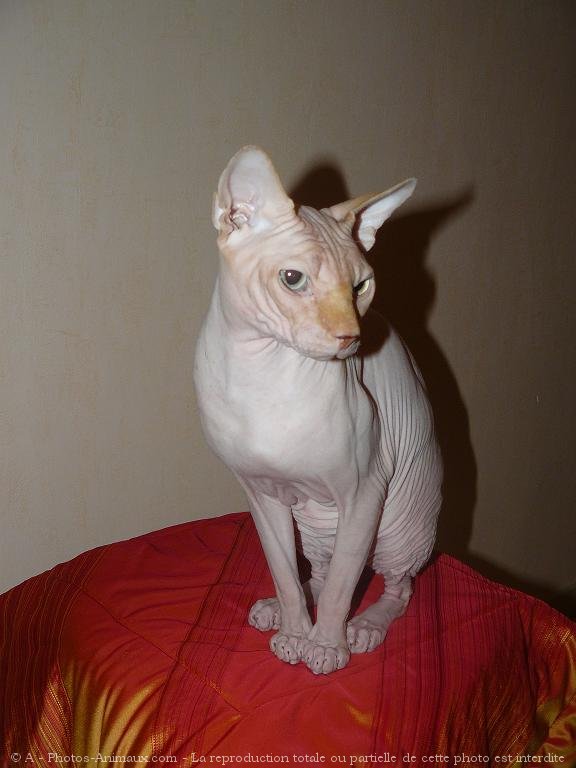 Photo de Sphynx