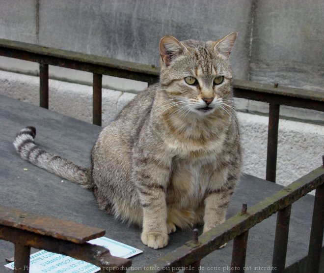 Photo de Chat domestique