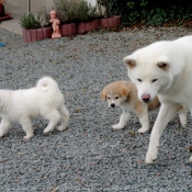 Photo d'Akita inu