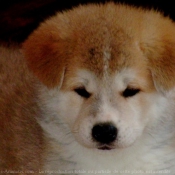 Photo d'Akita inu