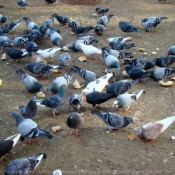 Photo de Pigeon