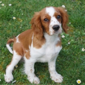 Photo de Cavalier king charles spaniel