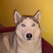 Photo de Husky siberien