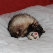 Photo de Furet