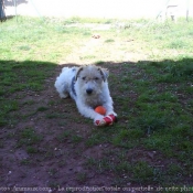 Photo de Fox terrier  poil dur