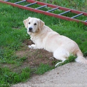 Photo de Golden retriever