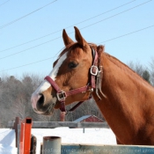 Photo de Quarter horse