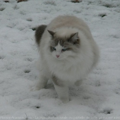 Photo de Ragdoll