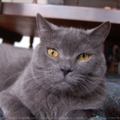 Photo de Chartreux