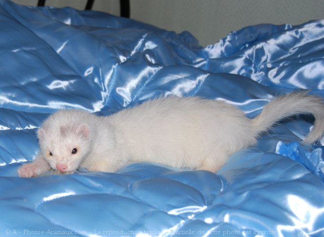 Photo de Furet