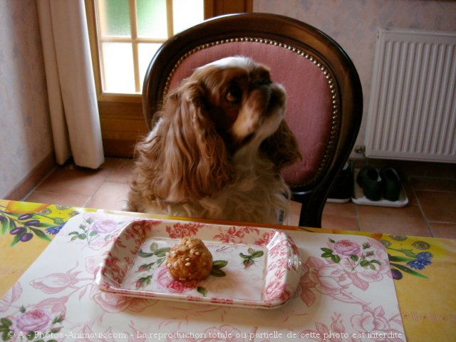 Photo de King charles spaniel