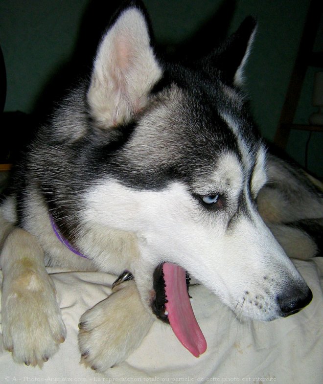 Photo de Husky siberien