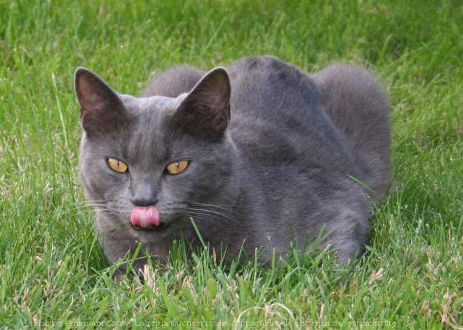 Photo de Chartreux