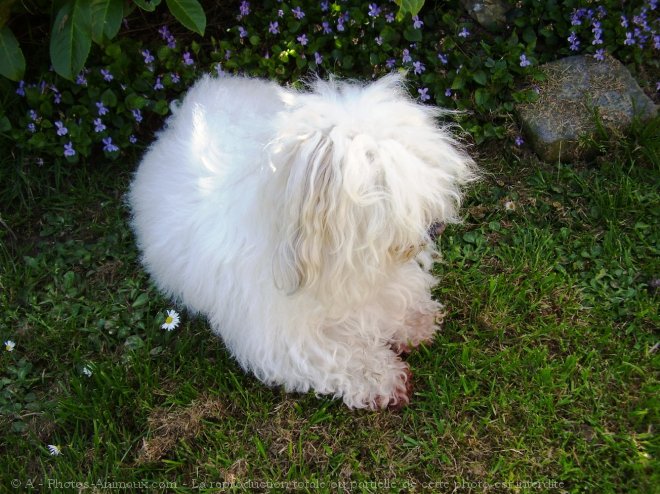 Photo de Coton de tulear