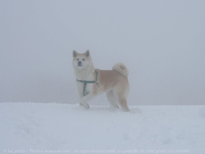 Photo d'Akita inu