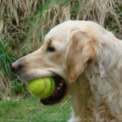 Photo de Golden retriever