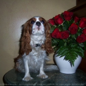 Photo de Cavalier king charles spaniel